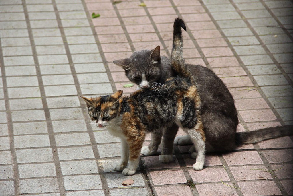 Shanghai_2015_23